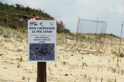 Trovati nidi di fratino nel Salento. I volontari organizzano un presidio per proteggere le uova - Corriere Salentino