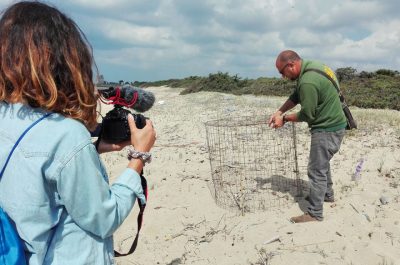 Trovati nidi di fratino nel Salento. I volontari organizzano un presidio per proteggere le uova - Corriere Salentino