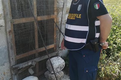Rinchiusi in gabbie sporche e fatiscenti: sequestrati 11 cani, tra cui anche cinque cuccioli - Corriere Salentino