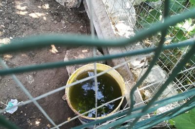 Rinchiusi in gabbie sporche e fatiscenti: sequestrati 11 cani, tra cui anche cinque cuccioli - Corriere Salentino