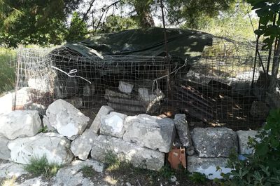 Rinchiusi in gabbie sporche e fatiscenti: sequestrati 11 cani, tra cui anche cinque cuccioli - Corriere Salentino