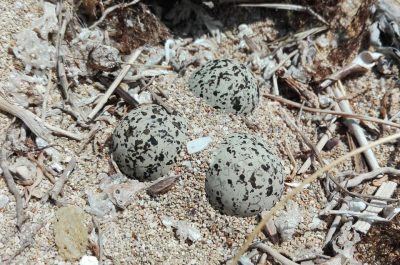 Trovati nidi di fratino nel Salento. I volontari organizzano un presidio per proteggere le uova - Corriere Salentino