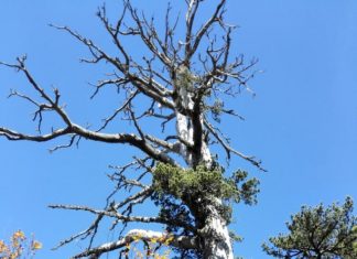 A Lecce la datazione dell’albero vivente più antico d’Europa