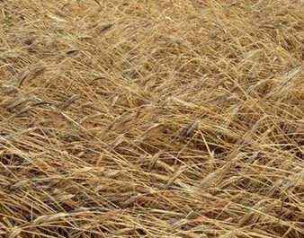 Maltempo, Coldiretti: Puglia falcidiata da Sud a Nord - Corriere Salentino