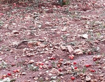 Maltempo, Coldiretti: Puglia falcidiata da Sud a Nord - Corriere Salentino