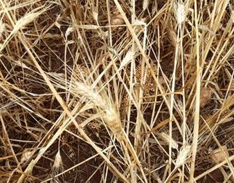 Maltempo, Coldiretti: Puglia falcidiata da Sud a Nord - Corriere Salentino