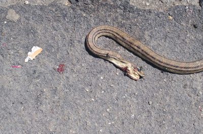Serpente morto in via Caracciolo: era una specie protetta ma lo hanno ammazzato - Corriere Salentino