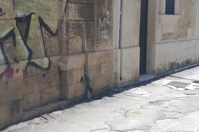 Serpente morto in via Caracciolo: era una specie protetta ma lo hanno ammazzato - Corriere Salentino