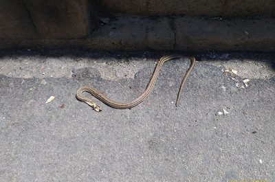 Serpente morto in via Caracciolo: era una specie protetta ma lo hanno ammazzato - Corriere Salentino