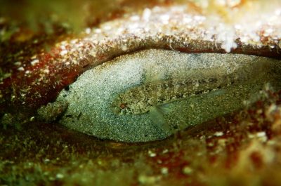 Morti migliaia di molluschi "Pinna nobilis" a Porto Cesareo - Corriere Salentino