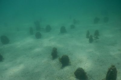 Morti migliaia di molluschi "Pinna nobilis" a Porto Cesareo - Corriere Salentino