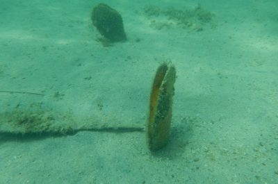 Morti migliaia di molluschi "Pinna nobilis" a Porto Cesareo - Corriere Salentino