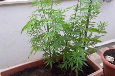 Droga in casa e nel bar, finisce ai domiciliari un 37enne - Corriere Salentino