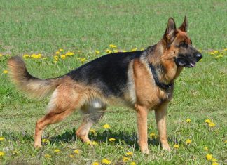 Il pastore tedesco: un cane dalle mille sfaccettature