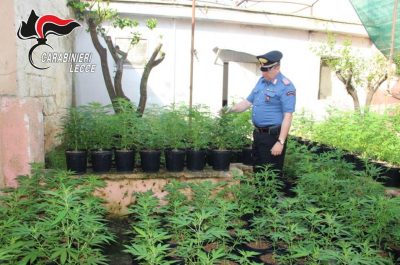 Maxi piantagione di marijuana nel giardino interno, sequestrate oltre 350 piantine: arrestato 29enne - Corriere Salentino