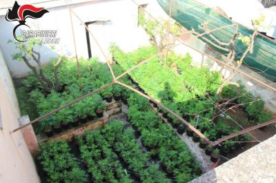 Maxi piantagione di marijuana nel giardino interno, sequestrate oltre 350 piantine: arrestato 29enne - Corriere Salentino