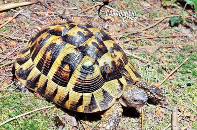 Detenevano pappagallo e tartarughe in via di estinzione: scattano due denunce nel Salento - Corriere Salentino