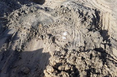 La caretta caretta nidifica a Torre Chianca: eccezionale scoperta dell'Associazione marina di Torre Chianca - Corriere Salentino