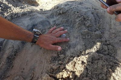 La caretta caretta nidifica a Torre Chianca: eccezionale scoperta dell'Associazione marina di Torre Chianca - Corriere Salentino