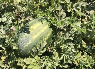 Angurie: annata negativa, crolla il prezzo di mercato. Coldiretti Lecce: “Situazione allarmante”