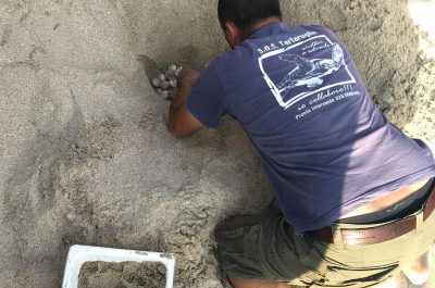 Le “Caretta Caretta” nidificano tra i bagnanti. Spettacolare e casuale ritrovamento a Torre Lapillo - Corriere Salentino