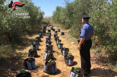Una maxi piantagione di marijuana nelle campagne di Lecce, sequestrate oltre seicento piante - Corriere Salentino