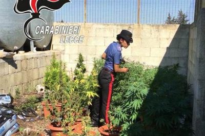 Una maxi piantagione di marijuana nelle campagne di Lecce, sequestrate oltre seicento piante - Corriere Salentino