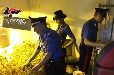 Una maxi piantagione di marijuana nelle campagne di Lecce, sequestrate oltre seicento piante - Corriere Salentino