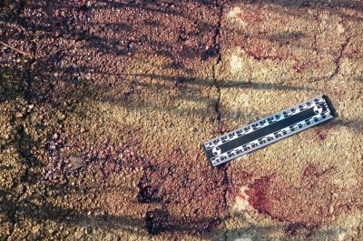 Ucciso con un colpo in testa, poi viene travolto da un'auto: muore un 22enne, in due sottoposti allo stub - Corriere Salentino