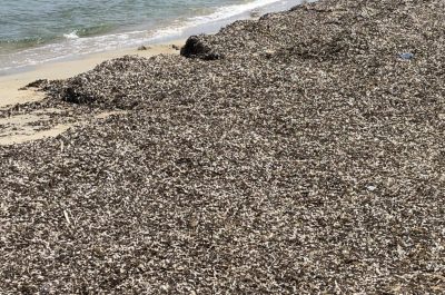 Frigole, condotta rotta e nessuno interviene: “Intollerabile spreco di acqua” - Corriere Salentino