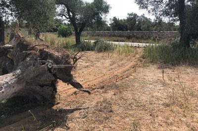 Tragedia all'alba: muore un giovane in un incidente stradale - Corriere Salentino