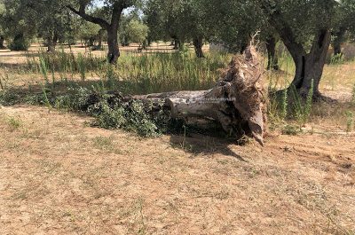 Tragedia all'alba: muore un giovane in un incidente stradale - Corriere Salentino