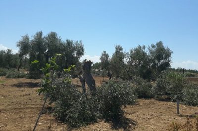 Coldiretti Puglia: "Strage di ulivi centenari" - Corriere Salentino