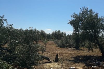 Coldiretti Puglia: "Strage di ulivi centenari" - Corriere Salentino
