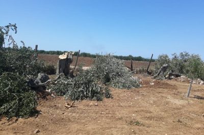 Coldiretti Puglia: "Strage di ulivi centenari" - Corriere Salentino