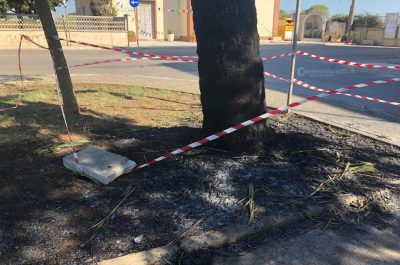 Non c'è due senza tre, nuovo rogo di palme nella notte: il "fenomeno" continua - Corriere Salentino