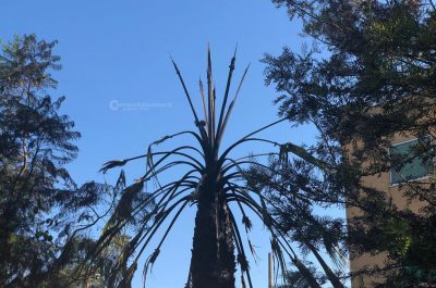 Non c'è due senza tre, nuovo rogo di palme nella notte: il "fenomeno" continua - Corriere Salentino