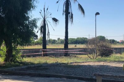 Non c'è due senza tre, nuovo rogo di palme nella notte: il "fenomeno" continua - Corriere Salentino