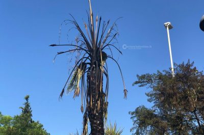 Non c'è due senza tre, nuovo rogo di palme nella notte: il "fenomeno" continua - Corriere Salentino