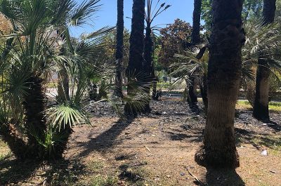Ancora vandali al Parco Tafuro, in fiamme parte della palme piantumate - Corriere Salentino