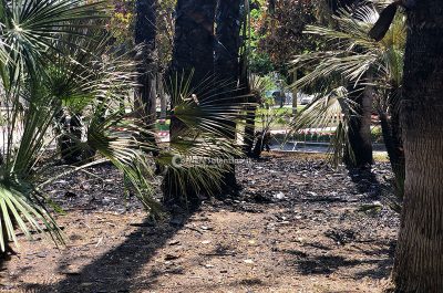 Ancora vandali al Parco Tafuro, in fiamme parte della palme piantumate - Corriere Salentino