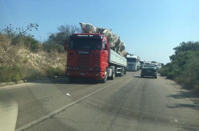 Tap, trasferiti 450 ulivi in un vivaio leccese: la Procura ha dato il via libera - Corriere Salentino