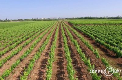 Nati per insegnarvi a bere sano e naturale - Corriere Salentino