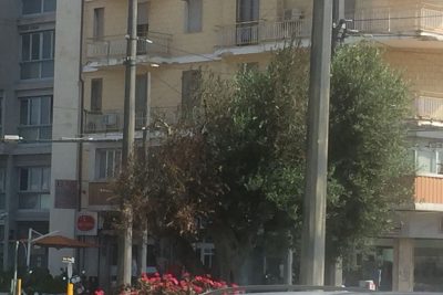 La xylella attacca il verde pubblico di Lecce - Corriere Salentino