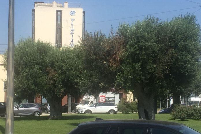 xylella-a-lecce-2