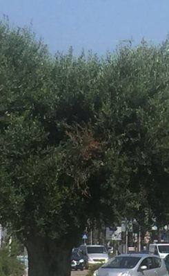 La xylella attacca il verde pubblico di Lecce - Corriere Salentino