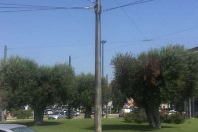 La xylella attacca il verde pubblico di Lecce - Corriere Salentino