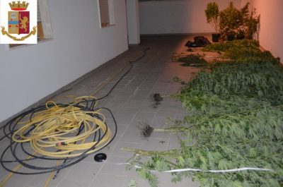 Tra i filari del vigneto coltivava 25 piante di marijuana: ai domiciliari un operaio - Corriere Salentino