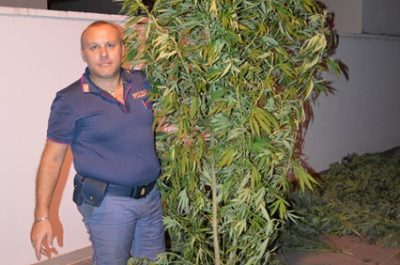 Tra i filari del vigneto coltivava 25 piante di marijuana: ai domiciliari un operaio - Corriere Salentino