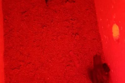 Torre Chianca, si schiudono le uova della tartaruga Caretta caretta - Corriere Salentino